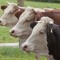 female-cattle-65496_1920