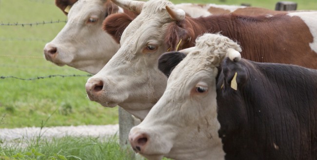 female-cattle-65496_1920